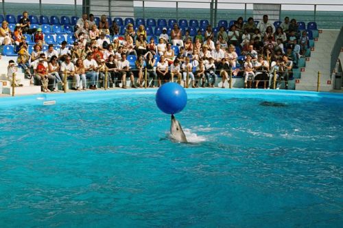 Дельфинарий Одесса - шоу с дельфинами для детей и взрослых